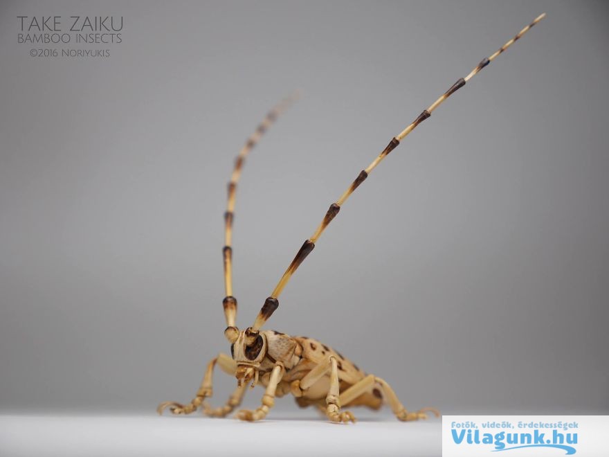17 56 Elképesztő, élet nagyságú bambusz rovarokat készít egy Japán férfi.