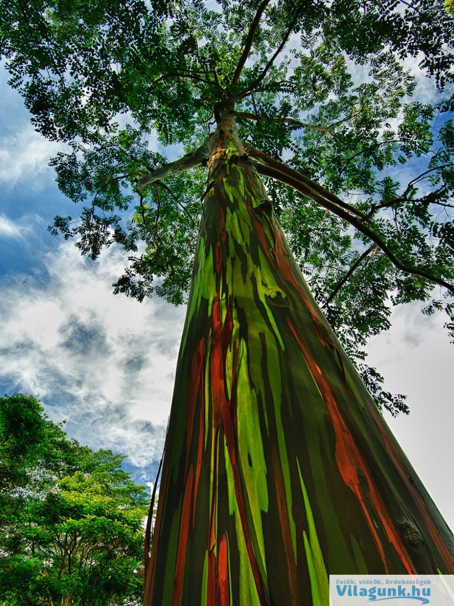 10 6 15 legszebb fa a világon ami megmutatja, hogy a természet csodákra képes