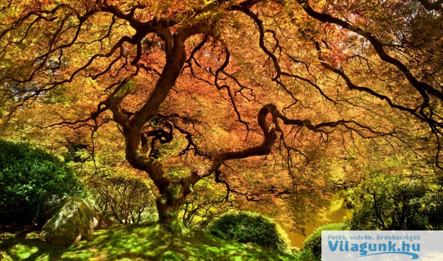 14 5 15 legszebb fa a világon ami megmutatja, hogy a természet csodákra képes
