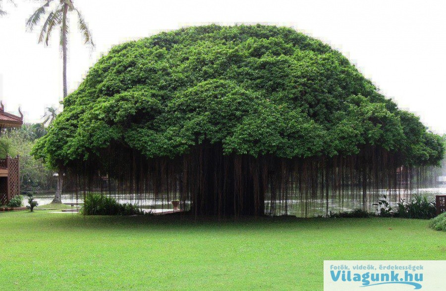 4 7 15 legszebb fa a világon ami megmutatja, hogy a természet csodákra képes