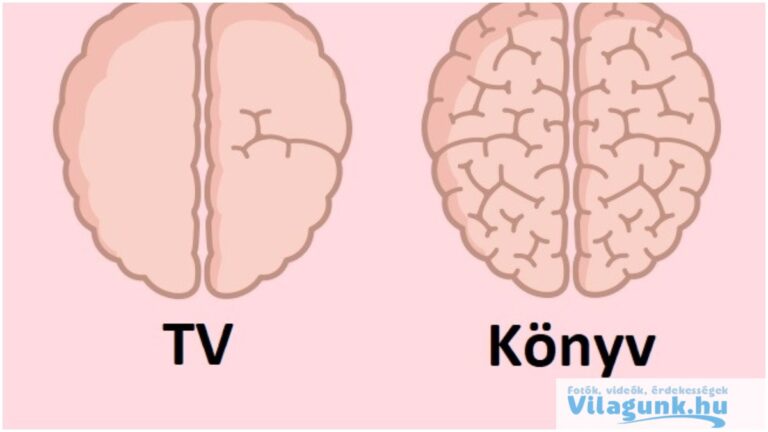 7 Csodálatos tény, hogy hogyan befolyásoljuk az agyunkat!