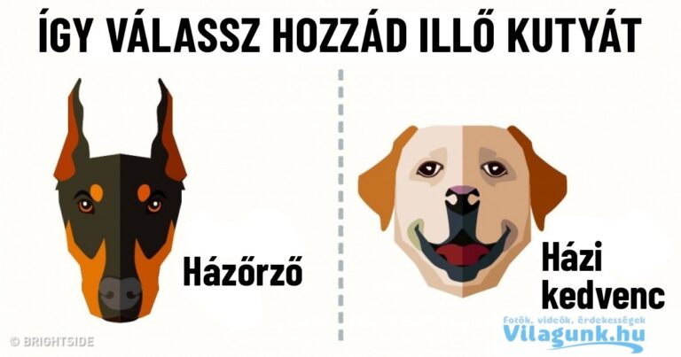 Útmutató a hozzád illő kutyafajta kiválasztásához