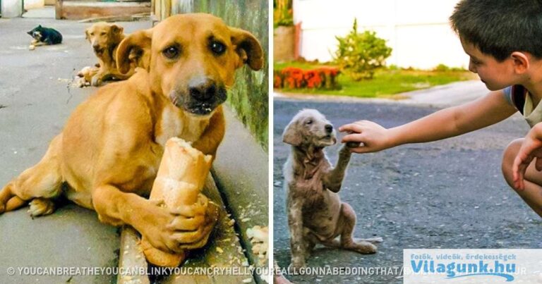 20 megható kép, ami bemutatja, hogy az emberi jóság mégsem tűnt el a Földről!