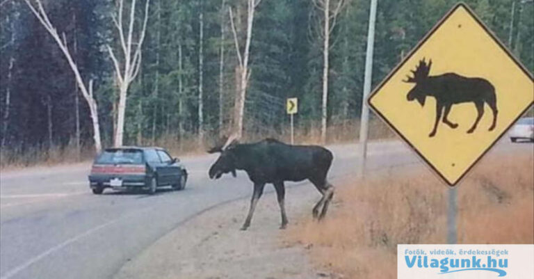 20 nagyon vicces kép, ami megmutatja mi történik, ha nagy ívben teszel a szabályokra