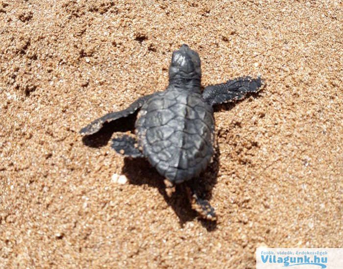 sea turtles conservation comeback 5b8fdc0e1f254 700 Képeken a világ legnagyobb part-tisztító akciója. 20 év után még a teknősök is visszatértek.
