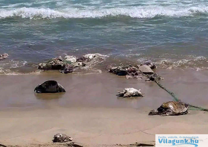 sea turtles conservation comeback 5b8fe923d3be1 700 Képeken a világ legnagyobb part-tisztító akciója. 20 év után még a teknősök is visszatértek.