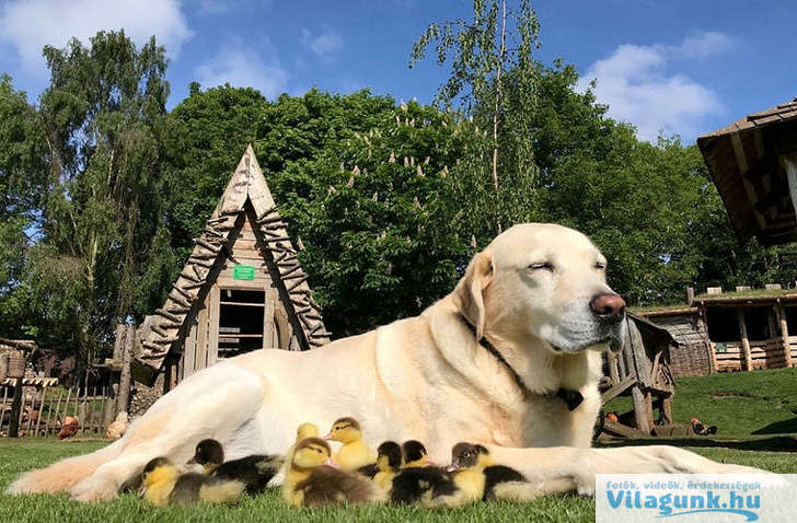 05 2 20 megindító kép, ami azt sugallja, hogy a kutyák túl jók e világhoz