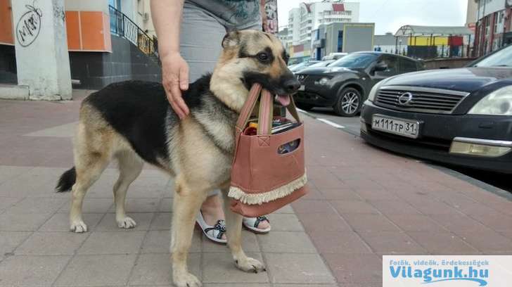 08 2 20 megindító kép, ami azt sugallja, hogy a kutyák túl jók e világhoz