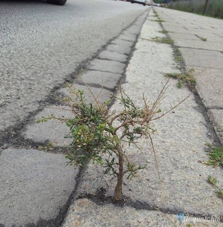 08 Ez a 23 kép bemutatja, hogy a természet erejét nem lehet lebecsülni