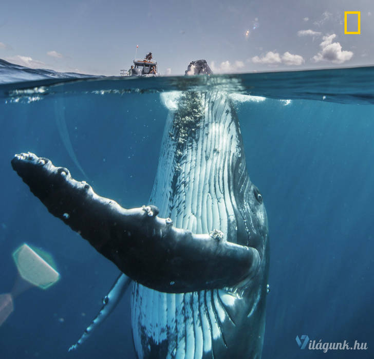 05 4 25 fantasztikus National Geographic fotó, amitől eláll a lélegzeted