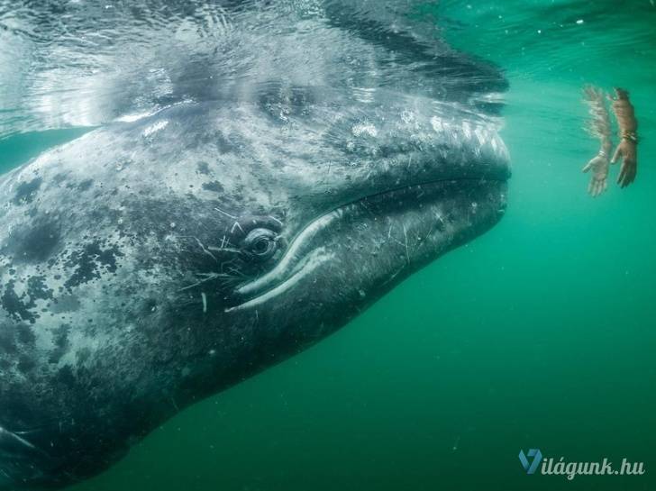 08 4 25 fantasztikus National Geographic fotó, amitől eláll a lélegzeted