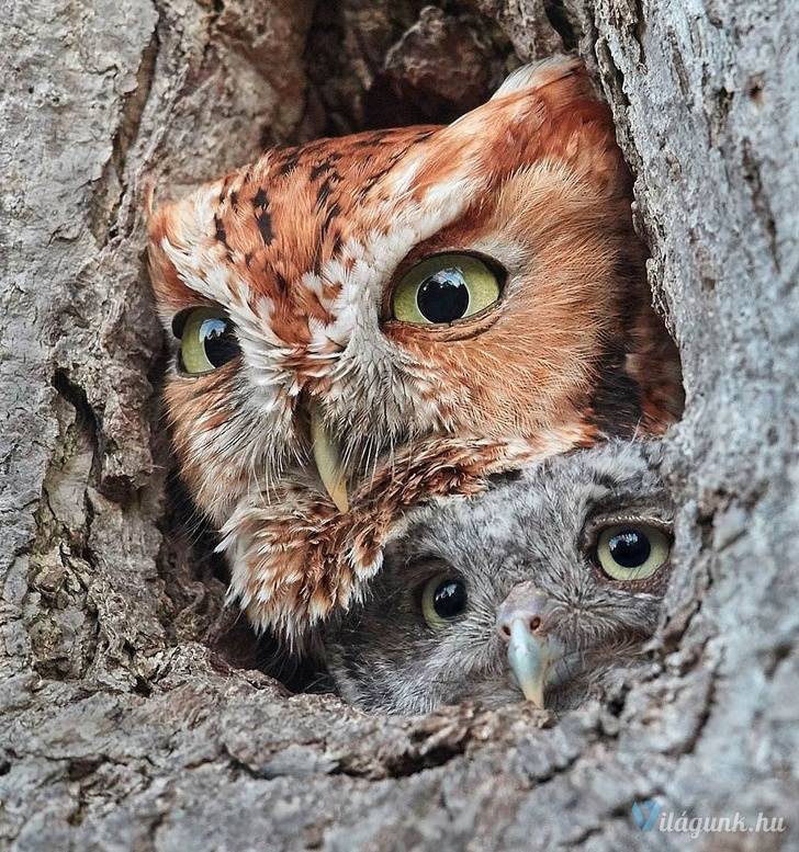 24 1 25 fantasztikus National Geographic fotó, amitől eláll a lélegzeted