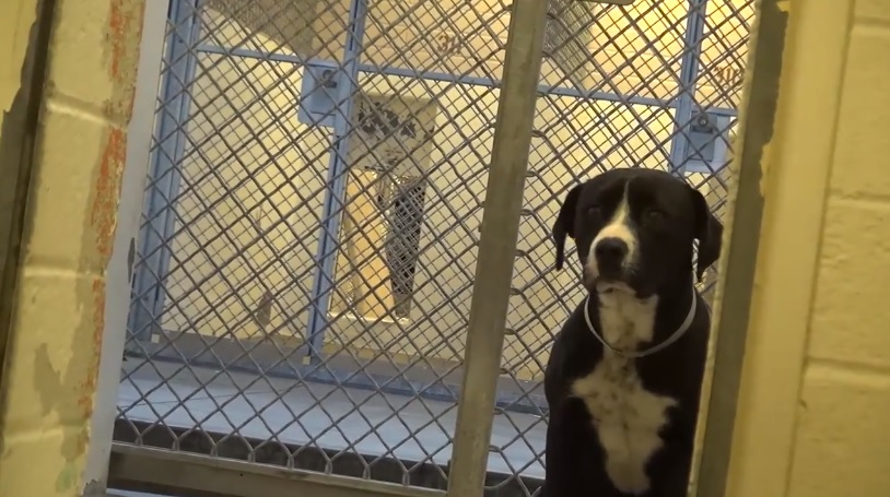 orokbefogadott kutya orome Szívmelengető videó egy kutya öröméről, amikor végre örökbe fogadják őt