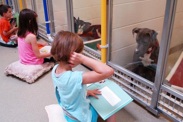 01 9 Kisiskolások olvasnak menhelyi kutyusoknak - A gyerekek gyakorolnak, míg az állatok megnyugszanak