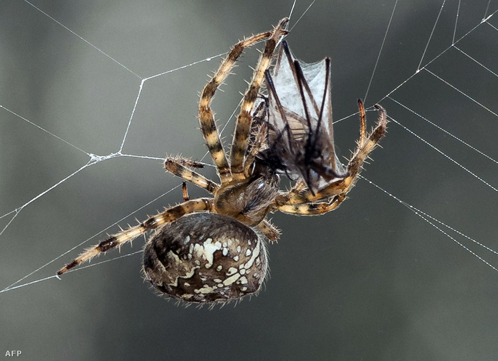 02 2 A pókok megehetnék az egész emberiséget, ha akarnák - Az arachnofóbia egyáltalán nem alaptalan