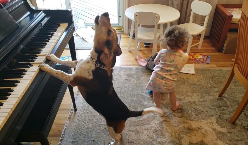 7 8 Mindenkit levett a lábáról a zongorázó beagle. Nem csoda, hogy Buddy Mercury lett a neve