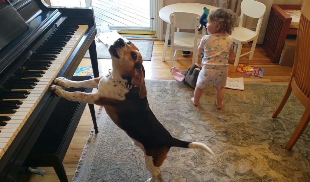 8 7 Mindenkit levett a lábáról a zongorázó beagle. Nem csoda, hogy Buddy Mercury lett a neve