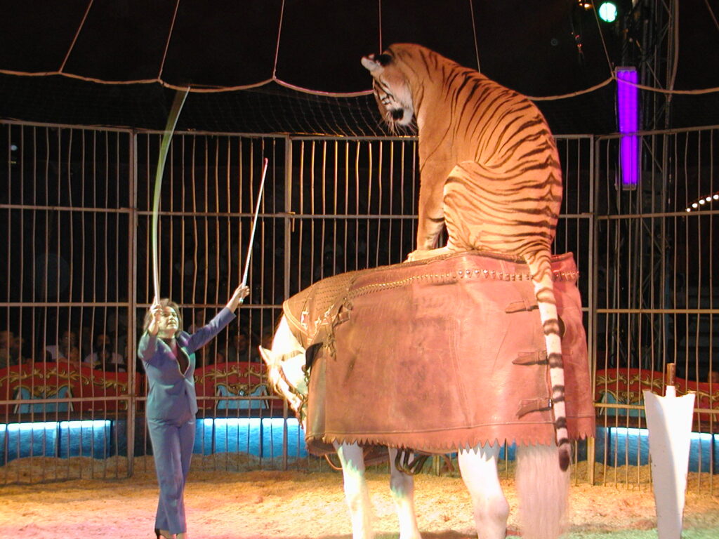83 Többé nem szerepelhetnek vadállatok a cirkuszokban - Novemberben lép életbe az új rendelet