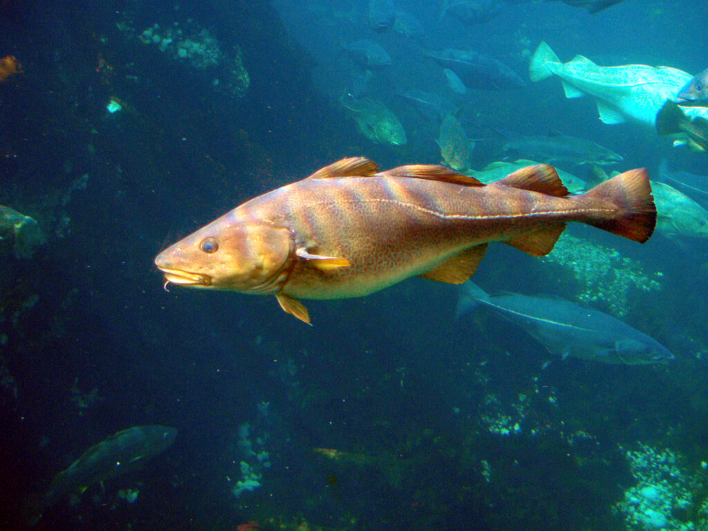 Gadus morhua Cod 2 Atlanterhavsparken Norway 10 mérgező műanyag étel, amelyek mind Kínából érkeznek hozzánk