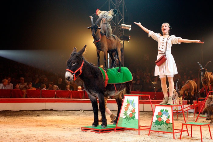 cirkusz Többé nem szerepelhetnek vadállatok a cirkuszokban - Novemberben lép életbe az új rendelet