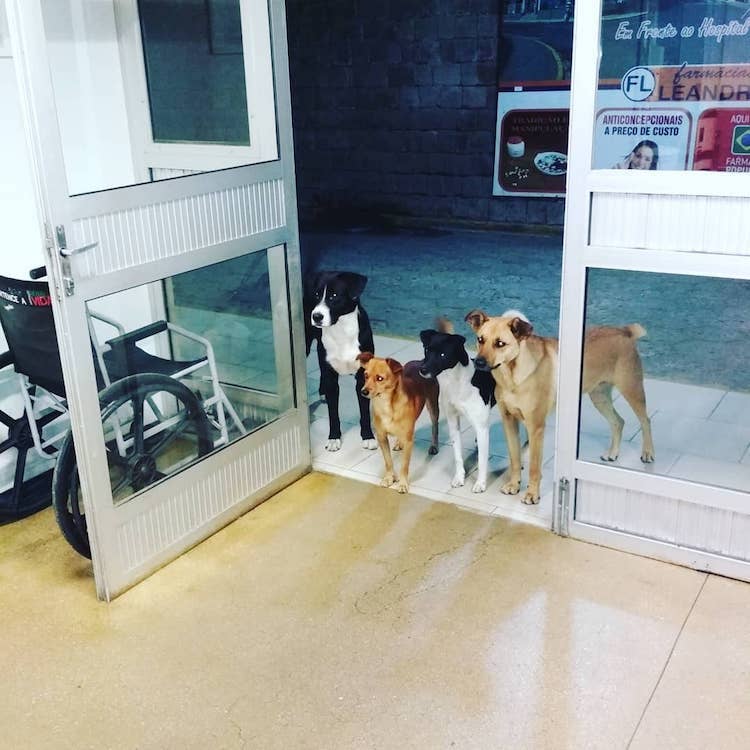 dogs wait for owner at hospital 1 A hajléktalan férfi kórházba került - Hűséges kóbor kutyái a bejáratnál vártak rá