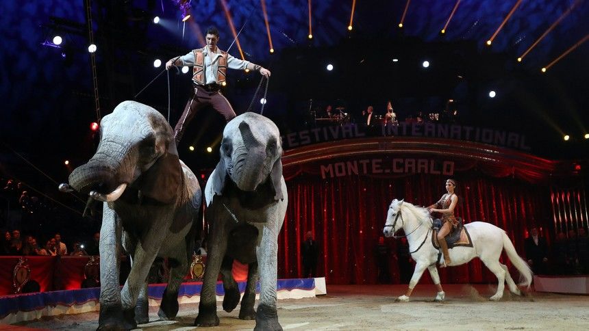 richter cirkusz Többé nem szerepelhetnek vadállatok a cirkuszokban - Novemberben lép életbe az új rendelet