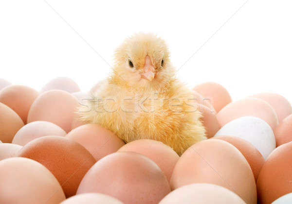 8726662 stock photo chick and eggs Agyonmérgezett világ, amely dugig van allergiás fiatalokkal és rákos emberekkel