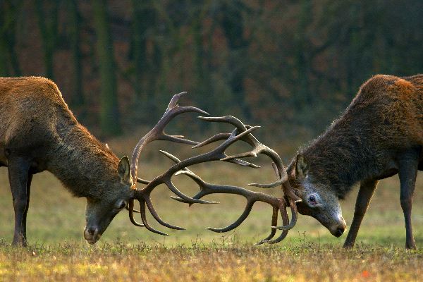 Red Deers Fighting 600