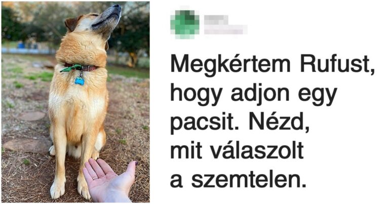 18 kiszámíthatatlan házi kedvenc, akikről a megfelelő pillanatban készült fotó