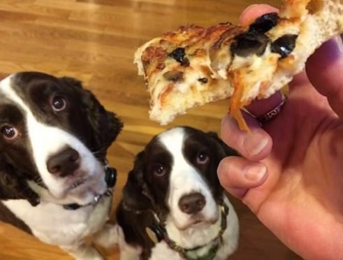 Dogs Want Pizza e1493175411175 23 történet, ami boldogabbá teszi a napodat