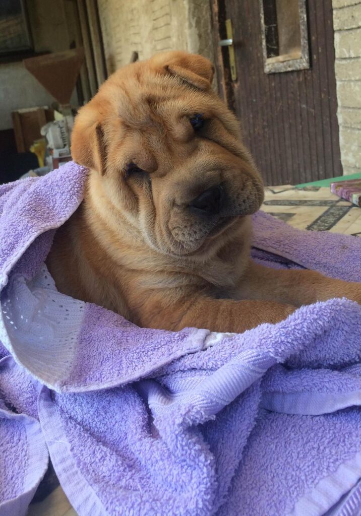 BIG 0014590631 15 Shar Pei kutyus, akit ráncos bőre tesz igazán különlegessé és szerethetővé