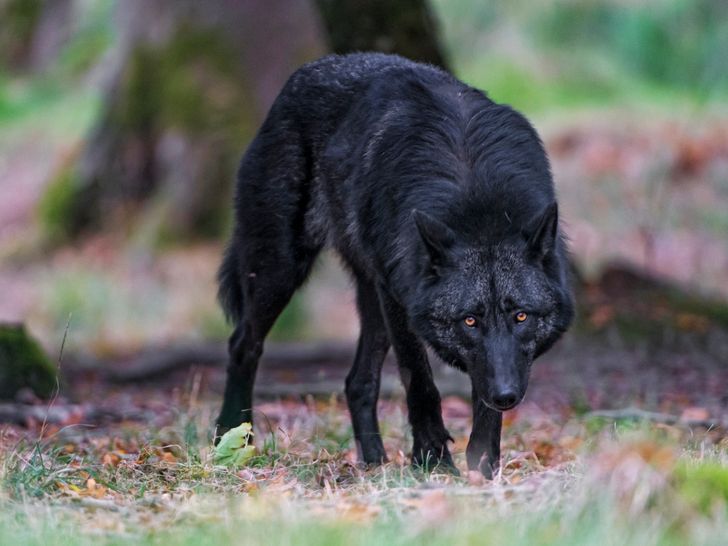 cf65985d738b3017fbafb9f9b3 21 állat, akik olyan arcukat mutatták meg nekünk, amit eddig nem láttunk