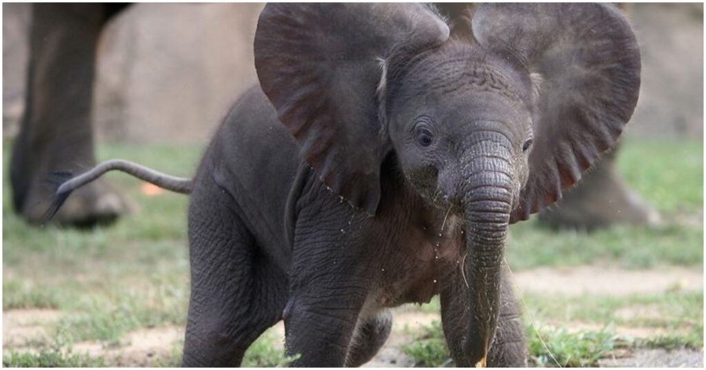 02 1 Babyboom a koronavírus-járvány alatt - Kenyában több, mint 100 elefánt született