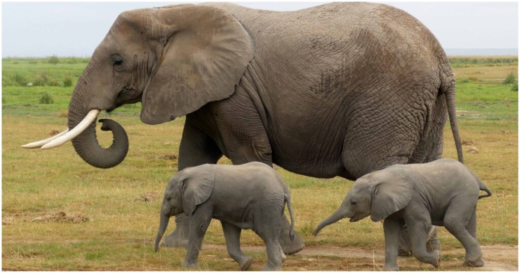 3 15 Babyboom a koronavírus-járvány alatt - Kenyában több, mint 100 elefánt született