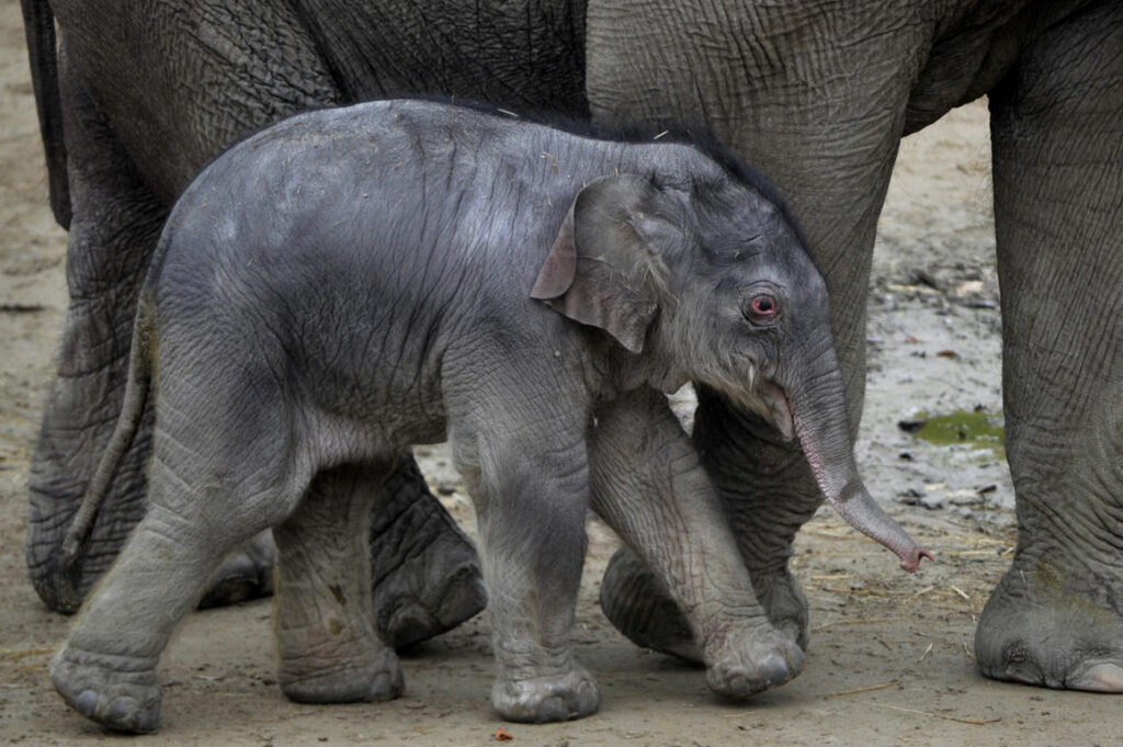 75A4MlbDW5yU16ejgs Babyboom a koronavírus-járvány alatt - Kenyában több, mint 100 elefánt született