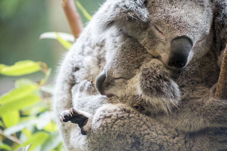 opt aboutcom coeus resources content migration mnn images 2017 04 mother baby koala sleeping 27dd01b28d4748eabc7d21f8da01cfb8