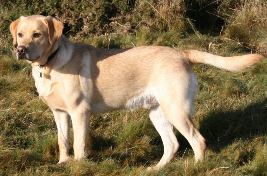 1200px Labrador on Quantock 2175262184 Ez a 18 kutyafajta a leghűségesebb a gazdájához