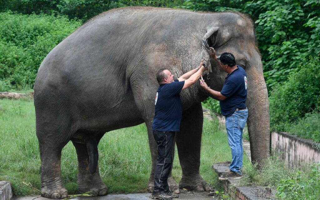 1292021 Egy kambodzsai állatmenhely lesz új otthona a világ legmagányosabb elefántjának