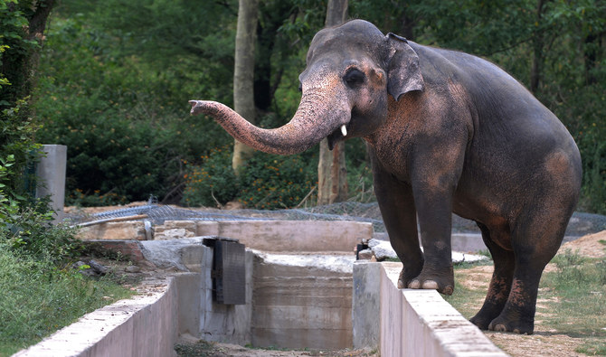2193101 1198513843 1 Egy kambodzsai állatmenhely lesz új otthona a világ legmagányosabb elefántjának