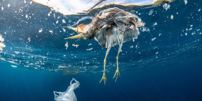 Foto WWF 660x330 1 Évente több százezer tonna műanyag kerül a Földközi-tengerbe