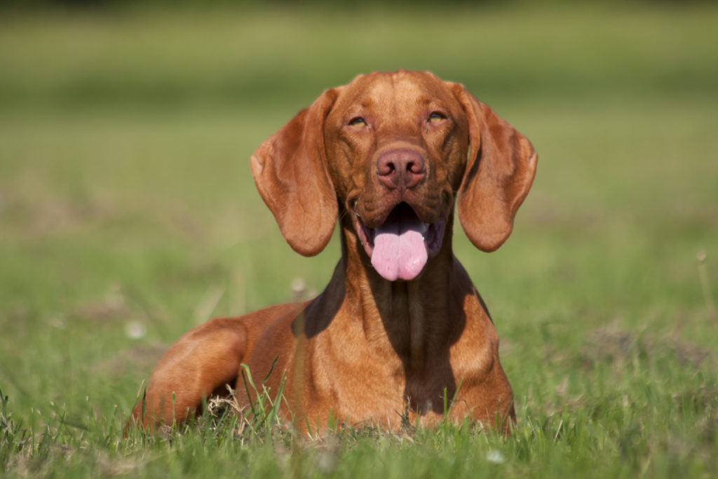 Magyar Vizsla glucklich 1024x683 1 Ez a 18 kutyafajta a leghűségesebb a gazdájához