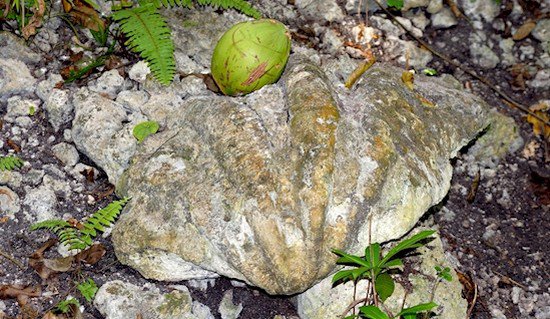 ancient clam fossil 24 meghökkentő fotó azoknak, akik azt hiszik, hogy már mindent láttak