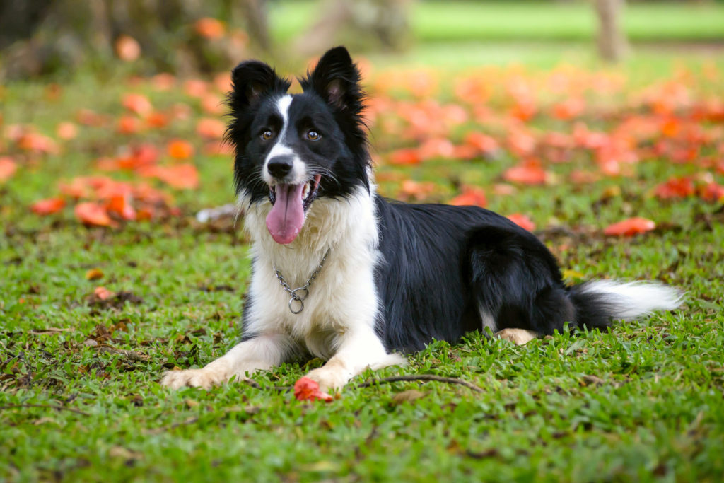 border collie im grass 1024x683 1 Ez a 18 kutyafajta a leghűségesebb a gazdájához