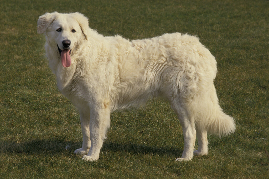 kuvasz kiemelt Ez a 18 kutyafajta a leghűségesebb a gazdájához