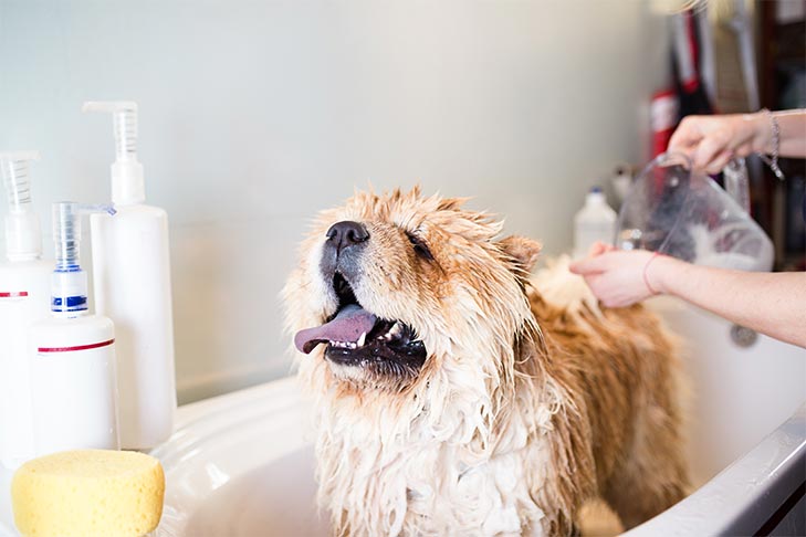 chowchow in bath at groomers Ez az 5 tény bebizonyítja neked, miért tilos csókolgatni az állatokat