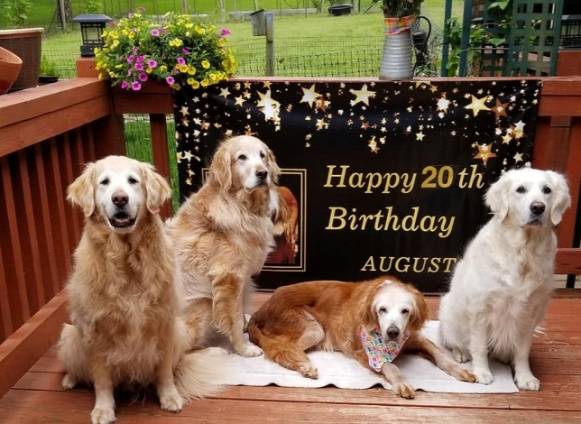 04 5 August "A világ legidősebb golden retrievere" cím birtokosa lett