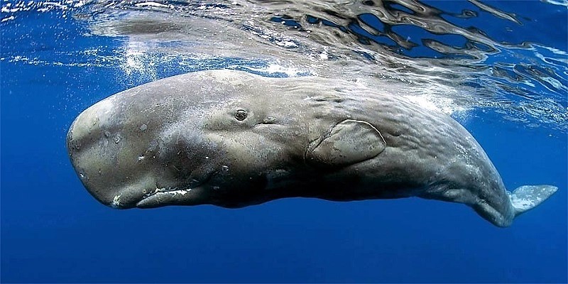 sperm whale Milliomos lett egy nincstelen halász - Egy bálna hányadéka tette őt gazdaggá