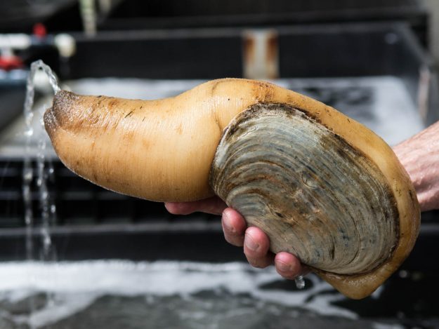 05062105 tomky geoduck adult 625x469 1 12 lenyűgöző állat, ami a leghosszabb ideje él a Földön