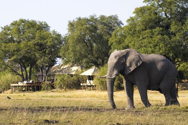 3 21 Íme a luxus szafari tábor, ahol a vendégek a medencéből nézhetik a vadon élő állatokat