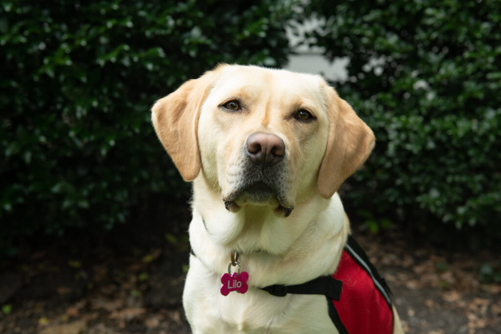 228013917 3039740052963666 5572734488684582355 n A ravatalozó egy Labrador retriever kutyát vett fel dolgozni, hogy segítsen a gyászoló embereknek